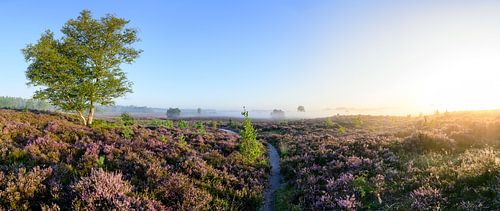 Zonsopgang boven een heidelandschap
