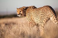 Cheeta, Namibia van Babs Boelens thumbnail