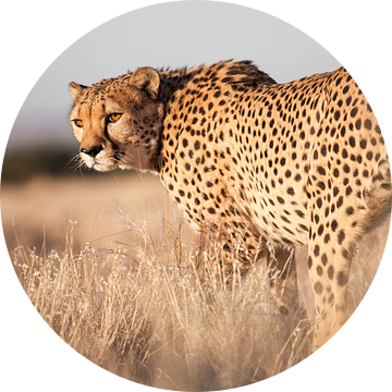 Cheeta, Namibia van Babs Boelens