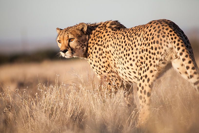 Cheeta, Namibia van Babs Boelens