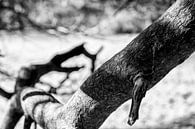 Tree in black and white van Etienne Oldeman thumbnail