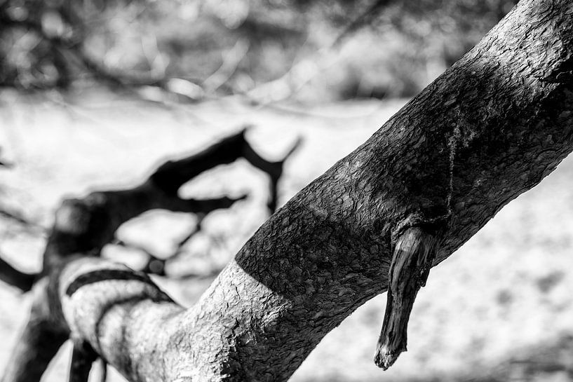 Tree in black and white van Etienne Oldeman
