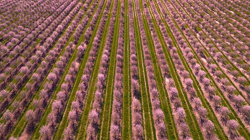 Bloesemlijnen in het Voorjaar van Bovenaf