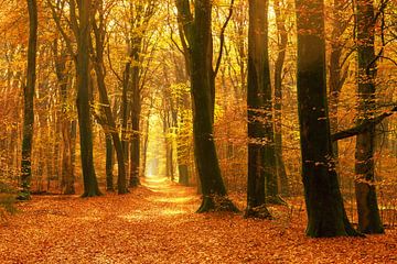 Pad door een mistig bos tijdens een mooie zonnige herfstdag