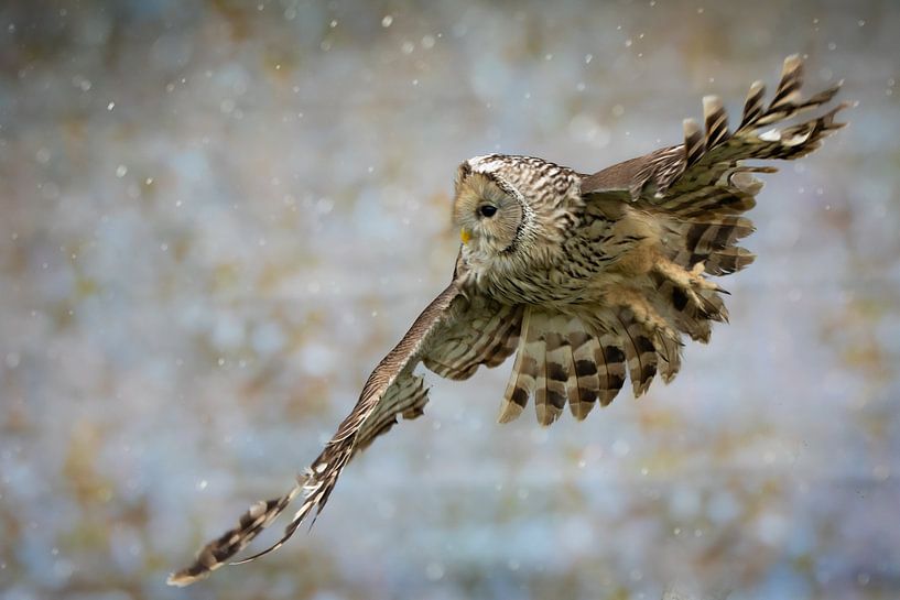 Vliegende Uil van Samantha Rorijs