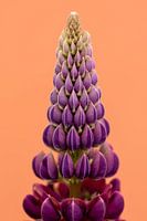 Lupine