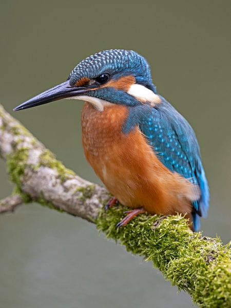 Kingfisher by Dirk Claes