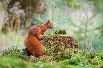 Squirrel by Pim Leijen