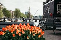 Tulpen am Schloss Sint Antonie