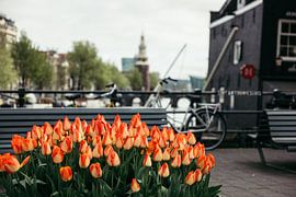 Tulipes à l'écluse de Sint Antonie sur Joran Maaswinkel
