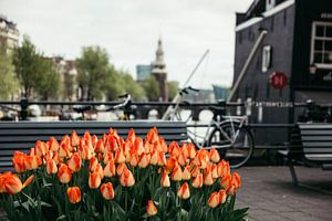 Tulpen am Schloss Sint Antonie