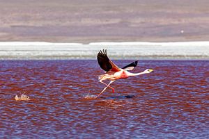 Die Flamingos der Laguna Colorada