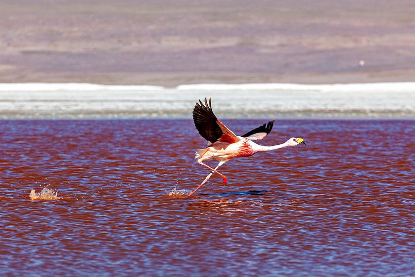 The flamingos of Laguna Colorada by Roland Brack