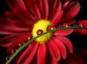 Red daisy reflected in water drops