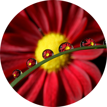 Rode margriet weerspiegeld in waterdruppels van Inge van den Brande