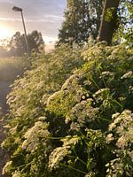 Witte bloemen in de avondzon
