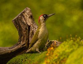 Groene specht. van Wouter Van der Zwan