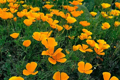 Kalifornischer Mohn-Eschscholzia californica -