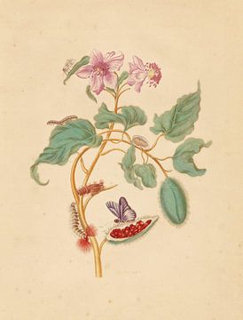 De rozenboom met rupsen, motten en vlinders, Maria Sibylla Merian