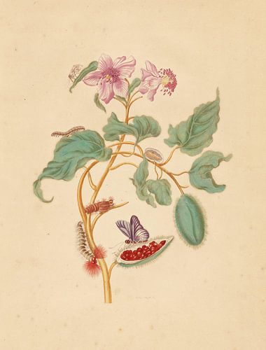Der Rocu-Baum mit Raupen, Motten und Schmetterlingen, Maria Sibylla Merian