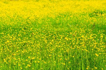 Veld vol  gele boterbloemen van Jan Van Bizar