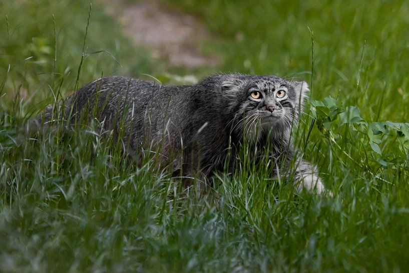 Hunt in the grass. Wild fluffy cat Pallas' stern look in emerald green grass.In profile in greenery. by Michael Semenov
