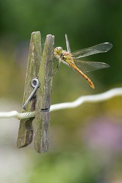 Stone red Heidelibel on clothespin by Jeroen Stel