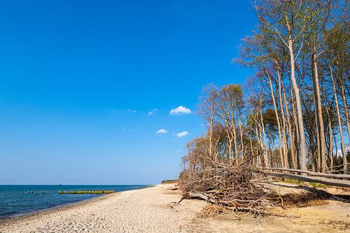 Beach at the coast of the Baltic Sea near Graal Müritz