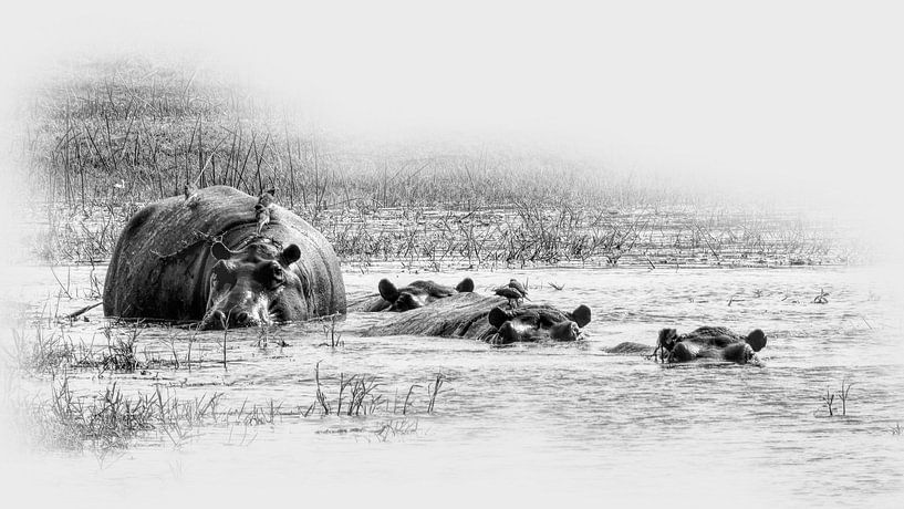 Hippos Africa by Eric Nagel