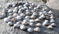 Muscheln Kreis auf Felsen von Remke Spijkers Miniaturansicht