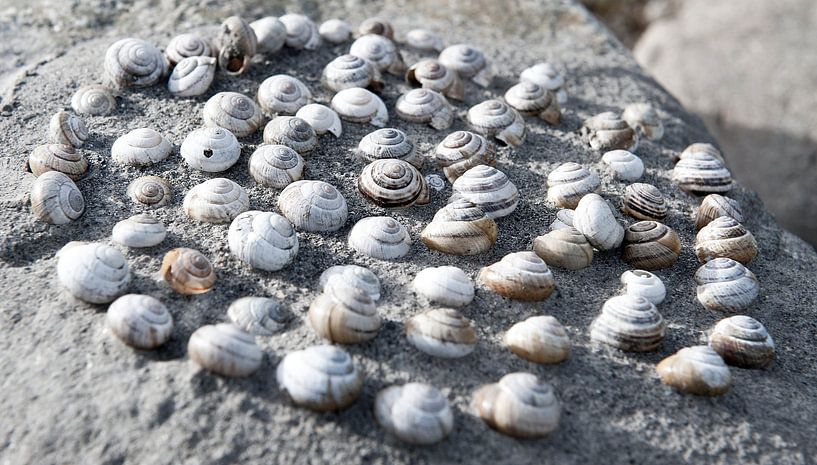 Schelpencirkel op rots van Remke Spijkers