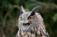 Cris de hibou 2