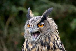 Cris de hibou 2 sur Monique Giling