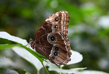 butterfly (morpho peleides)
