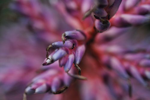 Detail van een bloem