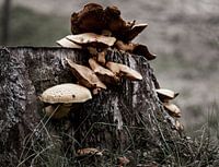 Mushrooms on a severed tree stump.