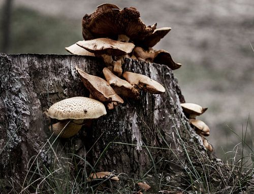 Champignons sur une souche d'arbre coupée.