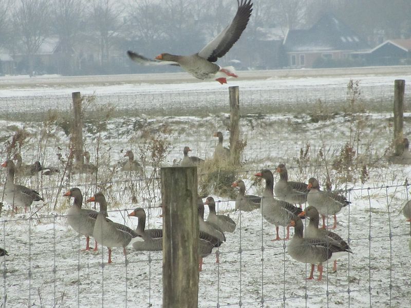 Als er 1 gaat...... by Ria van den Berg
