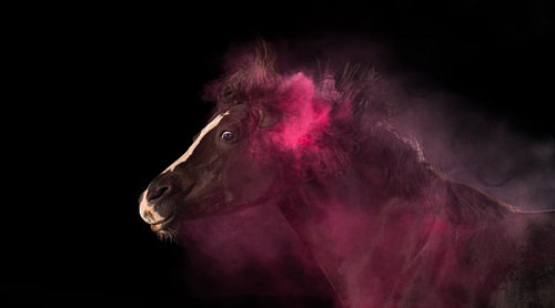 A dark horse with pink coloured powder (Holipulver) seen in profile against a black background