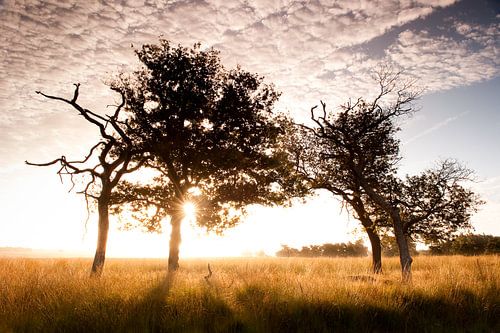 Savanna Sunrise