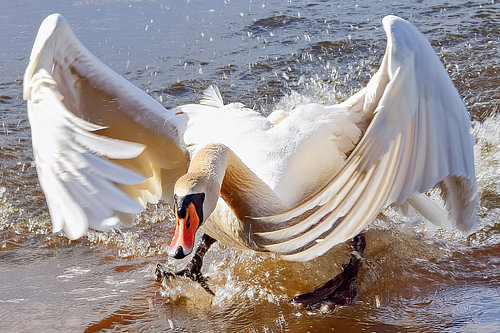 Zwaan actie