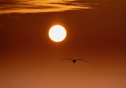 Into the Sun