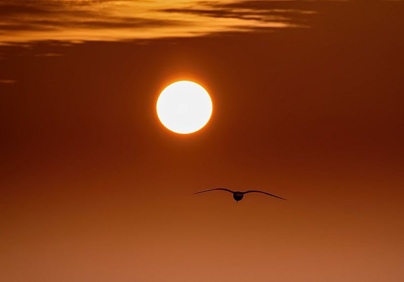 Into the Sun van Zeeland op Foto