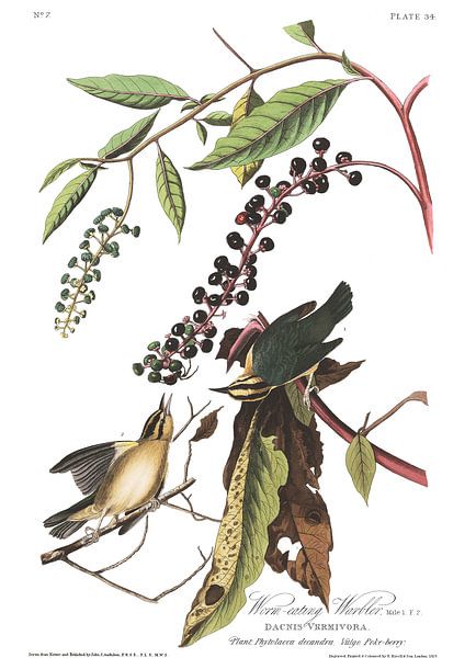Paruline Vermivore par Birds of America
