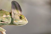 Portrait of a chameleon