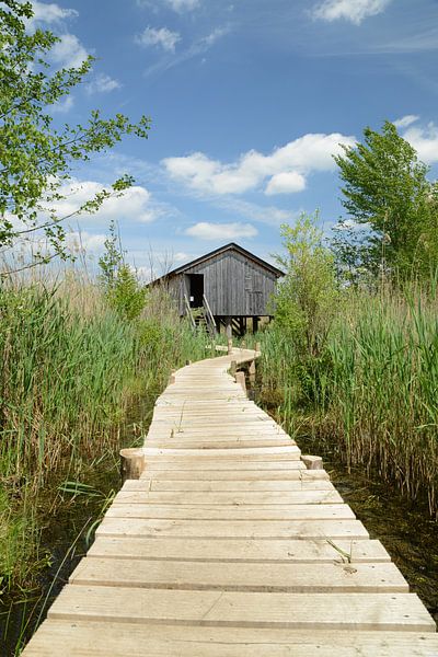 Path through nature to the wooden hut by Berit Kessler
