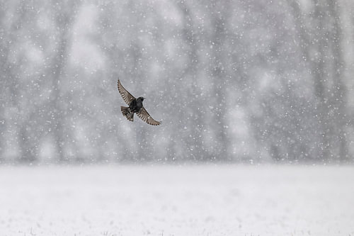Etourneau dans la neige