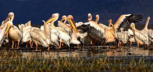 Pelicans von rene schuiling