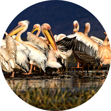 Pelikanen van rene schuiling
