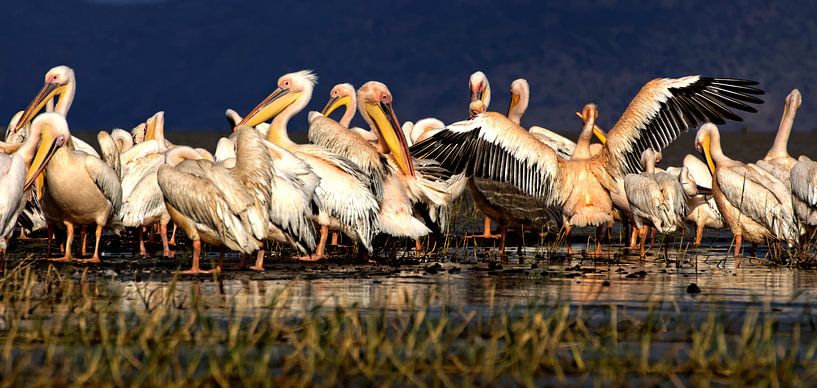 Pelikanen von rene schuiling